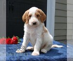 Small #2 Goldendoodle