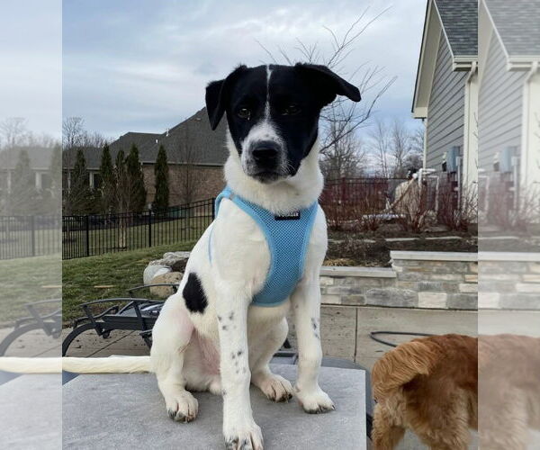 Medium Photo #2 Mutt Puppy For Sale in Germantown, OH, USA