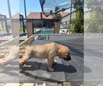 Small #9 Kangal Dog