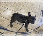 Small Photo #8 French Bulldog Puppy For Sale in HOPKINSVILLE, KY, USA