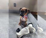 Small #2 Boxer Mix