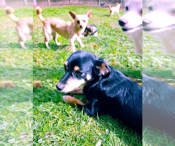 Medium Photo #3 Chilier Puppy For Sale in Arlington, WA, USA
