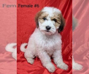 Goldendoodle (Miniature) Puppy for sale in GILCHRIST, OR, USA