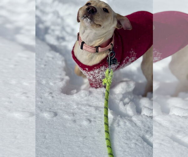 Medium Photo #5 Mutt Puppy For Sale in Rockaway, NJ, USA
