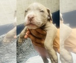Small #18 American Bully