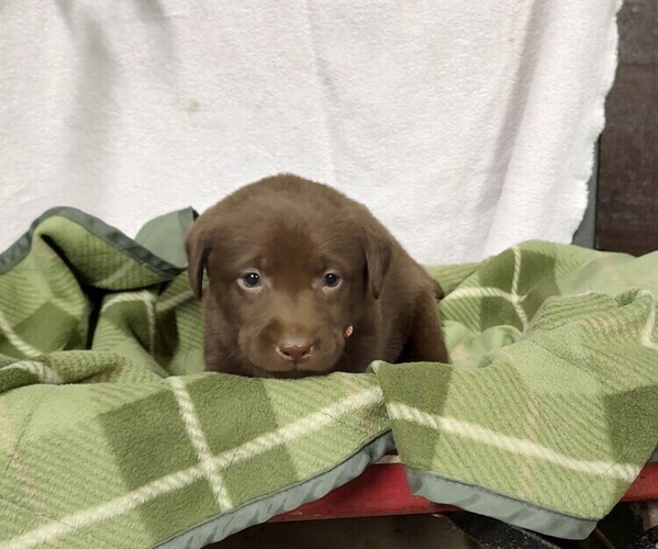 Medium Photo #8 Labrador Retriever Puppy For Sale in RANDOLPH, WI, USA