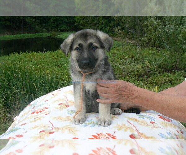 Medium Photo #5 German Shepherd Dog Puppy For Sale in PIEDMONT, MO, USA