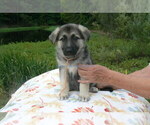 Small #4 German Shepherd Dog