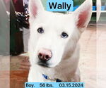 Small #1 Siberian Husky