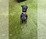 Small #2 Pug Mix