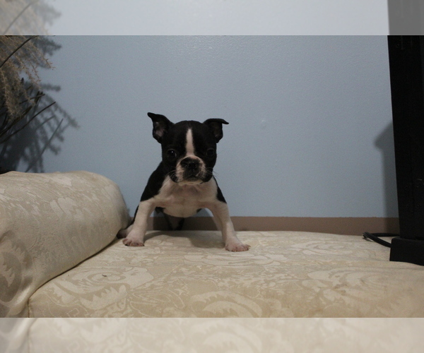 Medium Photo #5 Faux Frenchbo Bulldog Puppy For Sale in SEARS, MI, USA