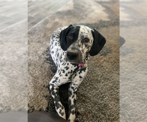 German Shorthaired Pointer Puppy for Sale in YUCAIPA, California USA