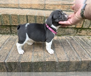 French Bulldog Puppy for Sale in MACON, Georgia USA