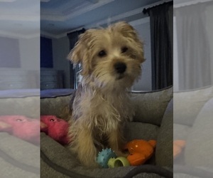 Mother of the Yorkshire Terrier puppies born on 11/06/2025