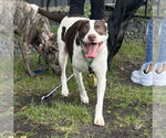 Small #1 Mutt