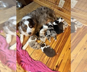 Australian Shepherd Puppy for sale in CONYERS, GA, USA
