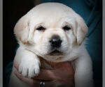 Small Photo #1 Labrador Retriever Puppy For Sale in HAMILTON, MT, USA
