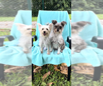 Small #2 Poodle (Toy) Mix
