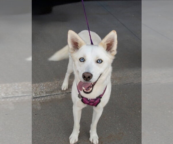 Medium Photo #2 Siberian Husky-Unknown Mix Puppy For Sale in Omaha, NE, USA