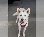 Small #1 Siberian Husky Mix