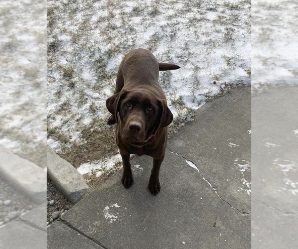 Medium Photo #1 Labrador Retriever Puppy For Sale in MESA, WA, USA