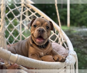 English Bulldog-French Bulldog Mix Puppy for sale in NEWTON, NJ, USA
