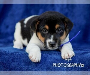 Jack Russell Terrier-Shiba Inu Mix Puppy for sale in LIBERTY, KY, USA