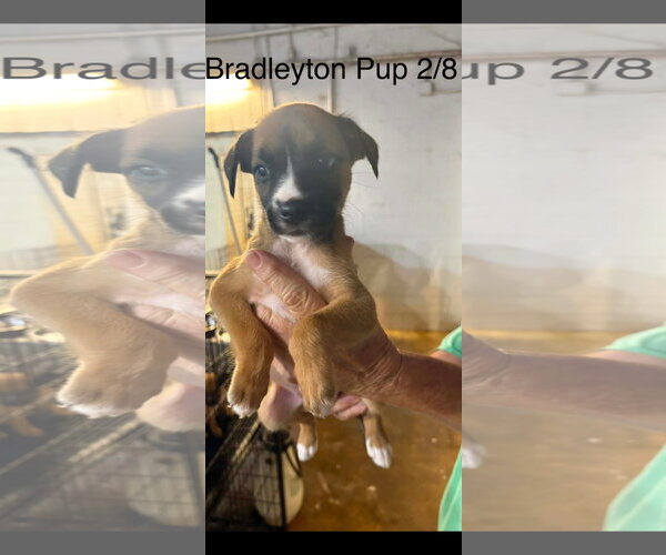 Medium Photo #4 Black Mouth Cur-Siberian Husky Mix Puppy For Sale in Brooksville, FL, USA