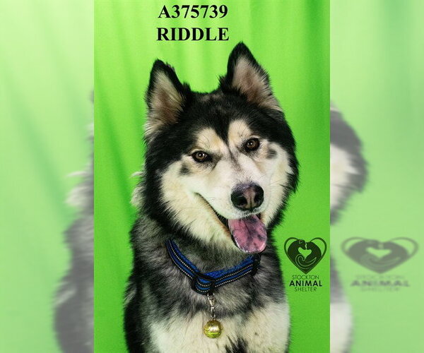 Medium Photo #1 Siberian Husky Puppy For Sale in Stockton, CA, USA