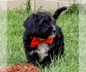 Bernedoodle (Miniature) Puppy for sale in ROY, UT, USA
