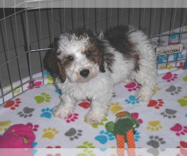Medium Photo #4 Poochon Puppy For Sale in ORO VALLEY, AZ, USA