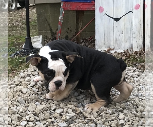 Medium Photo #25 Olde English Bulldogge Puppy For Sale in CYNTHIANA, IN, USA