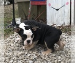 Small Photo #25 Olde English Bulldogge Puppy For Sale in CYNTHIANA, IN, USA