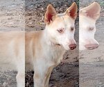Small #1 Siberian Husky Mix