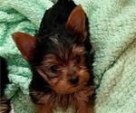 Small #1 Yorkshire Terrier