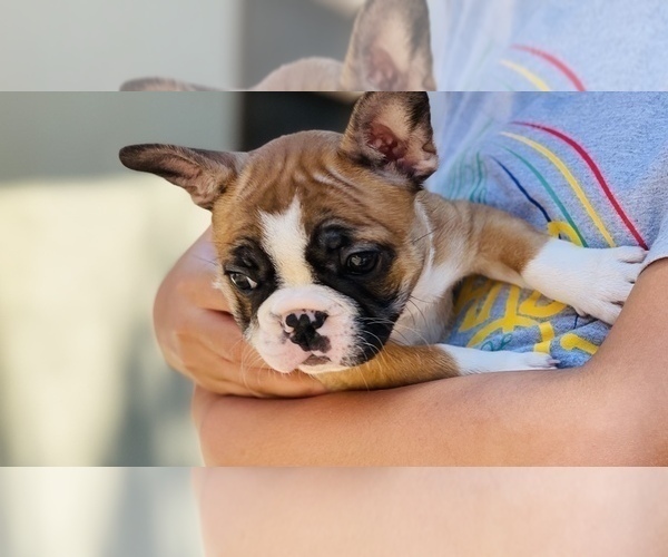 Medium Photo #17 French Bulldog Puppy For Sale in FREMONT, CA, USA