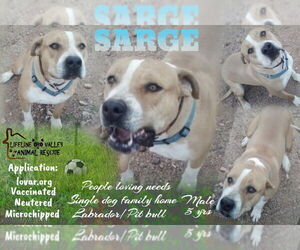 American Pit Bull Terrier-Bull Terrier Mix Dogs for adoption in Oro Valley, AZ, USA