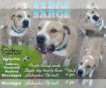 Small Photo #1  Puppy For Sale in , 