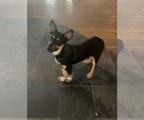 Medium Photo #2 Mutt Puppy For Sale in Westwood, NJ, USA