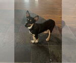 Small #1 Mutt