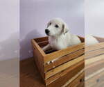 Small Mutt