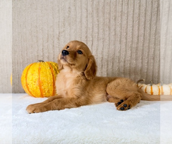 Medium Photo #5 Golden Retriever Puppy For Sale in INDIANAPOLIS, IN, USA
