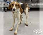Small Photo #6 American Foxhound-Unknown Mix Puppy For Sale in Washington, DC, USA