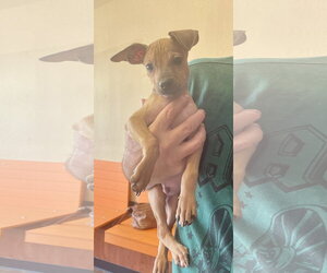 Jack Chi Dogs for adoption in Topeka, KS, USA