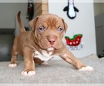 Small Photo #4 American Bully Puppy For Sale in PALMDALE, CA, USA