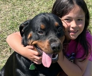 Mother of the Rottweiler puppies born on 04/19/2025