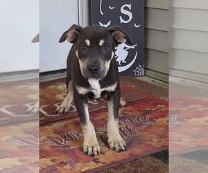 Shepweiller Dogs for adoption in SHERBURNE, NY, USA