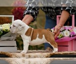 Small #1 English Bulldog