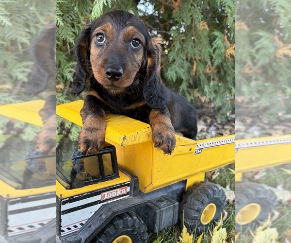 Medium Photo #4 Dachshund Puppy For Sale in MIDDLEBURY, IN, USA