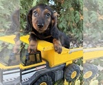 Dominic - Male Dachshund Puppy for Sale - Photo #4